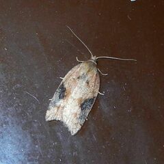 Acleris