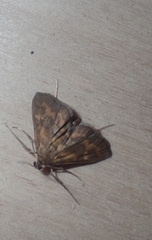 Pyraloidea