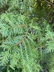 Thuja