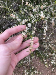 Hypocalymma angustifolium