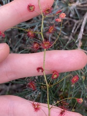 Drosera pallida