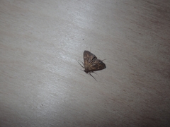 Pyraloidea
