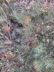 Drosera pallida