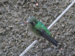 Chlorostilbon lucidus