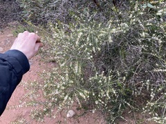 Hypocalymma angustifolium