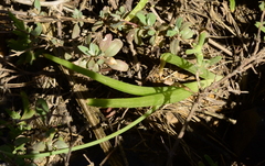 Bulbine