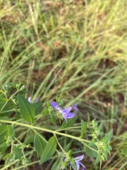 Trichostema dichotomum
