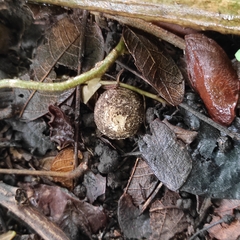 Geastrum