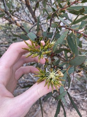 Eucalyptus hebetifolia
