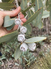 Eucalyptus pleurocarpa