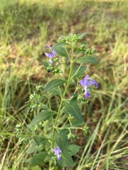 Trichostema dichotomum