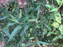 Comptonia peregrina