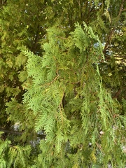 Thuja occidentalis