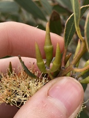Eucalyptus hebetifolia