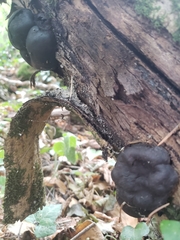 Daldinia concentrica