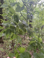 Celtis tenuifolia