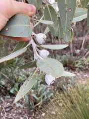Eucalyptus pleurocarpa