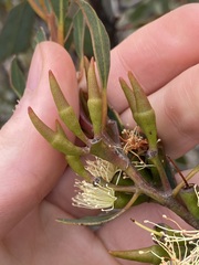 Eucalyptus hebetifolia