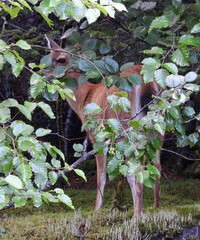 Odocoileus hemionus sitkensis