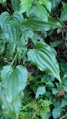 Stemona tuberosa