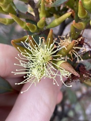 Eucalyptus hebetifolia
