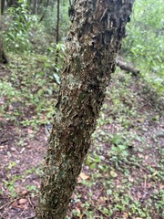 Celtis tenuifolia