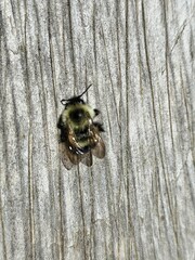 Bombus vagans