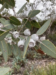 Eucalyptus pleurocarpa