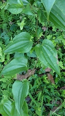 Stemona tuberosa