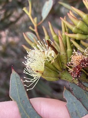 Eucalyptus hebetifolia