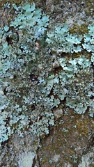 Parmelina pastillifera