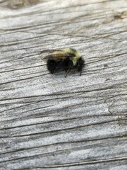 Bombus vagans