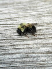 Bombus vagans