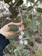 Eucalyptus pleurocarpa