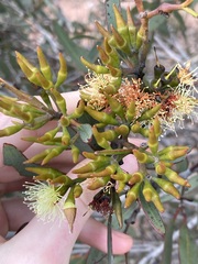 Eucalyptus hebetifolia