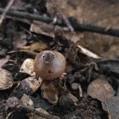 Geastrum