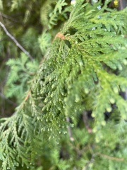 Thuja