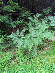 Pteridium aquilinum latiusculum