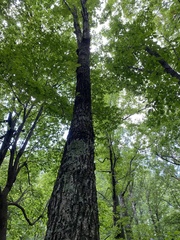 Quercus montana