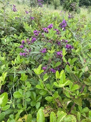 Vernonia missurica