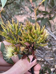 Eucalyptus hebetifolia