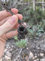 Eucalyptus pleurocarpa