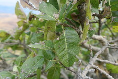 Ficus ingens