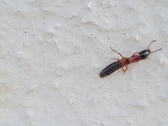 Xantholinus