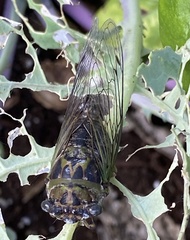 Neotibicen canicularis