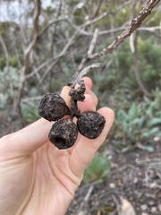 Eucalyptus pleurocarpa