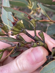 Eucalyptus hebetifolia
