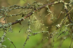 Evernia mesomorpha