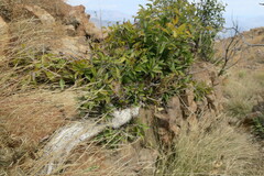 Ficus ingens