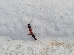 Xantholinus